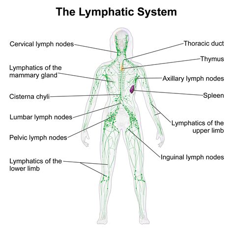 Self Healing: The Lymphatic System | Therapies for ...