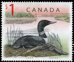 Sello: Common Loon  Gavia immer   Canadá   Definitive ...