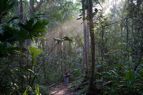 Selva Amazonicas y culturas | cienso