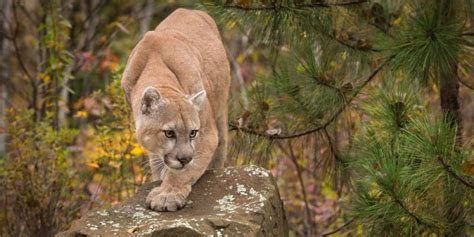 Selva: Concepto, Flora, Fauna y Diferencias con el desierto