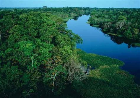 Selva del Amazonas absorbe menos CO2 › Ciencia › Granma ...
