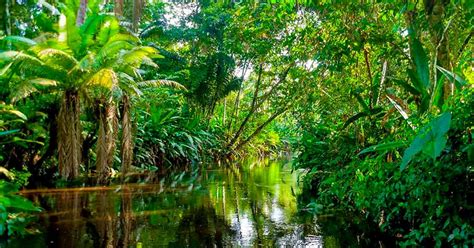 Selva del Amazonas – SGK Planet de Sandor Alejandro ...