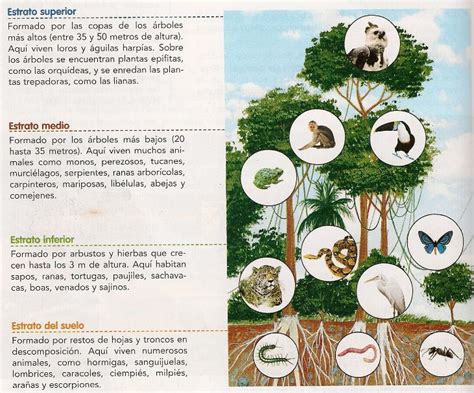 Selva; Tipos, fauna, flora y sus características | OVACEN