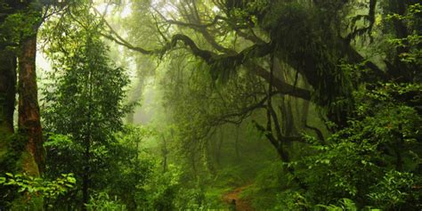 Selva Tropical: Concepto, Flora, Fauna y Características
