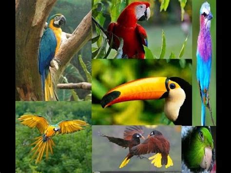 Selva tropical : Flora y Fauna Jungla   Documental ...