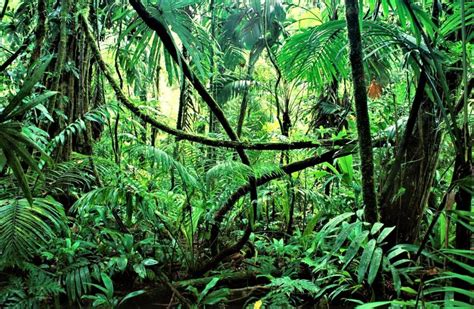 Selva tropical | Qué es, características, fauna, flora ...