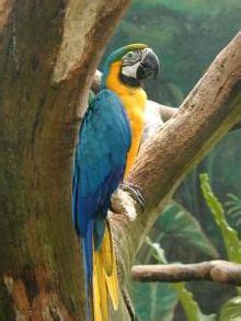 Selva tropical   Wikipedia, la enciclopedia libre