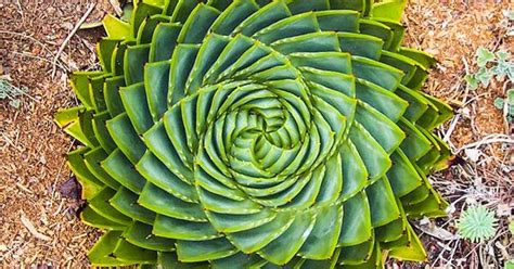 Sem açúcar, por favor: Sequência de Fibonacci na natureza ...