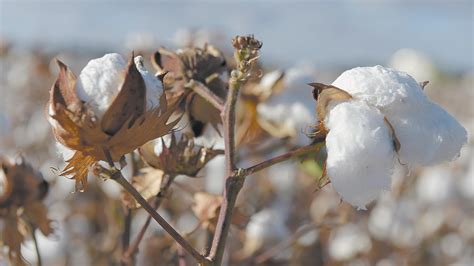 semilla de algodón, Noticias sobre semilla de algodón   El Cronista