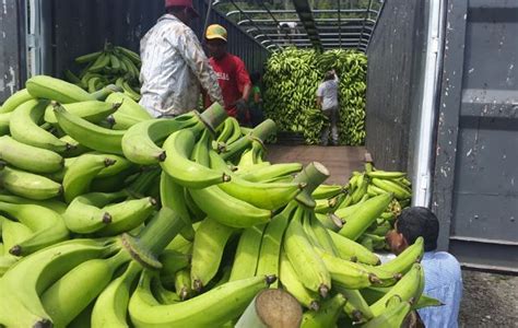 Semilla de plátano será reproducida en laboratorios ...