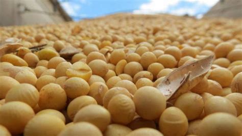 Semilla de soja: 27% de los productores de Córdoba declararon su origen ...