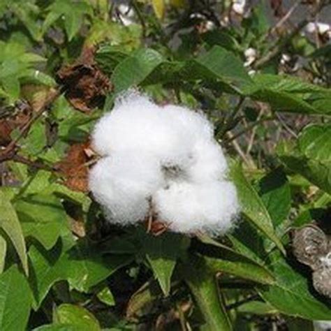 Semillas Algodón — Floresfrescasonline