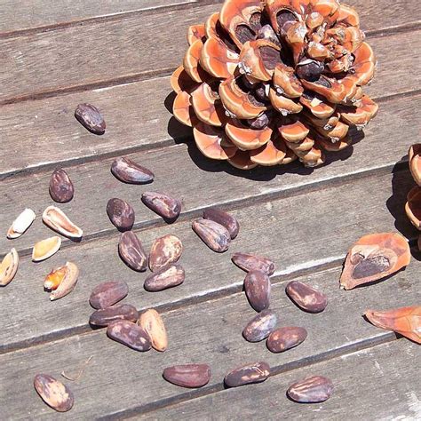semillas de pino piñonero pinus pinea árbol ornamental ...