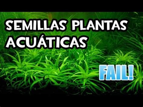 Semillas de plantas Acuáticas | Semillas de Internet   YouTube
