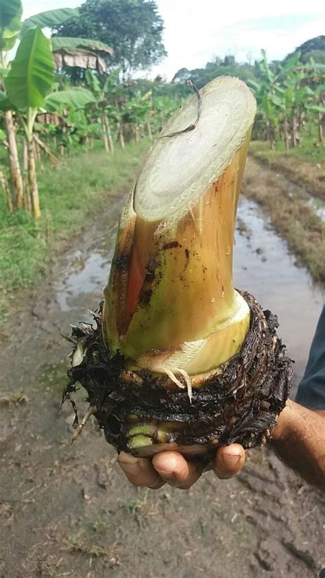 Semillas De Plátano 100% Calidad Certificada   Bs. 0,07 en ...