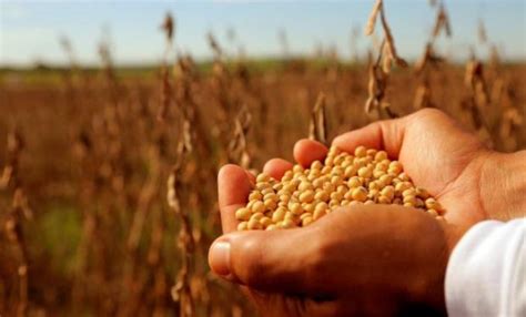 Semillas de soja: claves para resguardar la calidad durante la cosecha ...