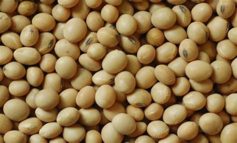 Semillas de soja: de la pampa húmeda a Estados Unidos | Agrofy News