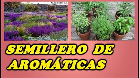 Semillero de Plantas Aromáticas // Todo Huerta y Jardín ...