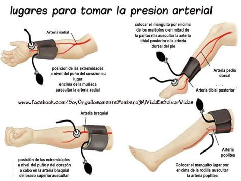 Semiología Médica: DONDE TOMAR LA PRESION ARTERIAL