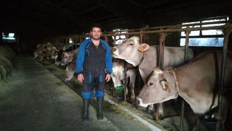 “En Asturias la raza Parda se está introduciendo en las ganaderías de ...