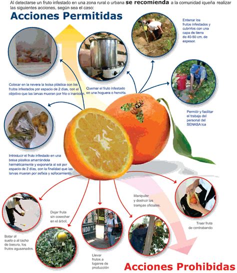 SENASA ICA: Deteccion y Control de Moscas de la Fruta