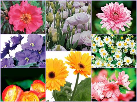 “Entre gustos y colores” con hermosas flores para jardín ...