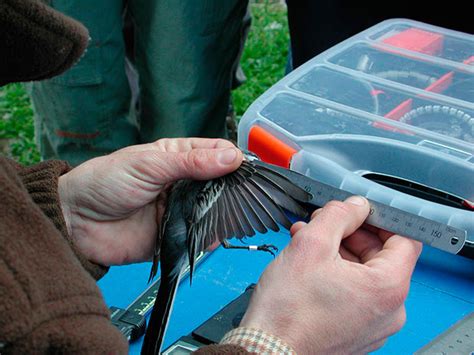 SEO/BirdLife inicia una nueva temporada de los trabajos de ...