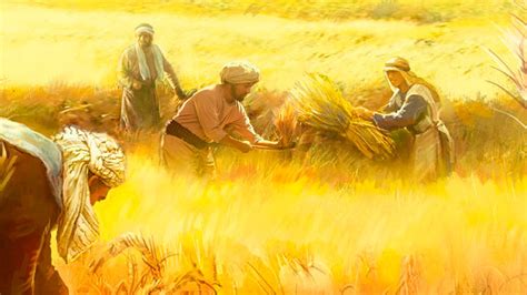 Separando la cizaña del trigo – Universal Venezuela