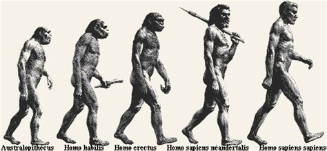 Ser humano: dos Australopithecus ao Homo Sapiens ...