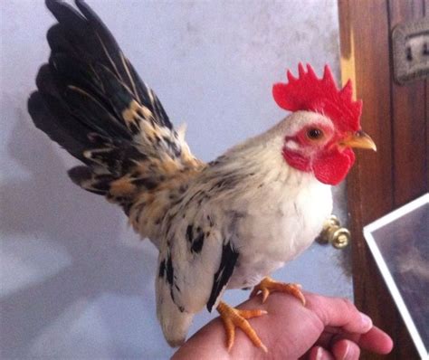 Serama Cockerel • The smallest breed of chicken; love the ...