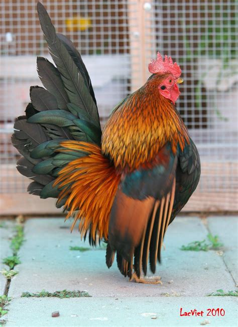 Serama cockerel   the smallest breed of chicken; love the ...