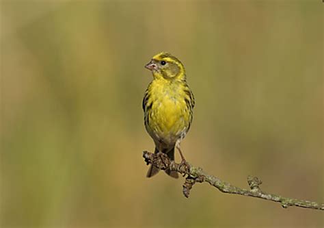 Serín verdecillo   SEO/BirdLife