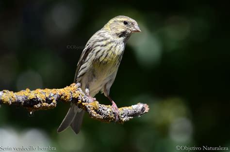 Serín verdecillo  Serinus serinus    Objetivo naturaleza