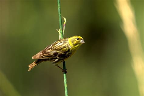 Serinus serinus, verdecillo