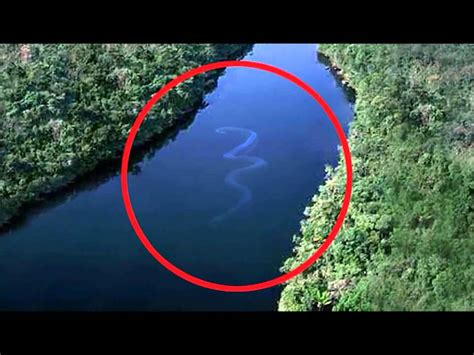 Serpiente Gigante en el Amazonas   YouTube