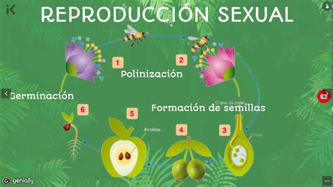 Servicios Integrales del Agro.: REPRODUCCIÓN SEXUAL DE PLANTAS