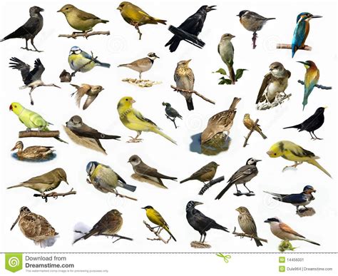 Set Of 35  different  Photographs Of Birds Stock Image ...
