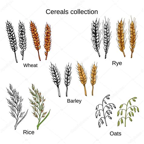 Set of cereals. Barley, rye, oats, rice and wheat Vector illustration ...