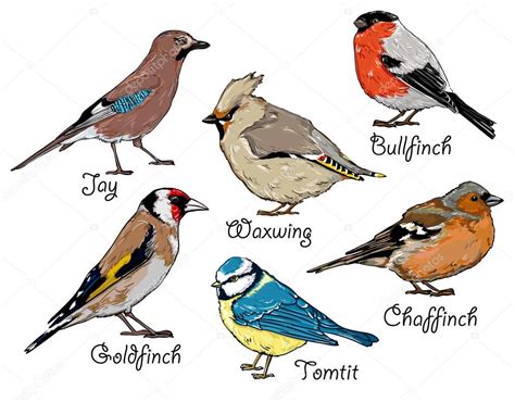 Set of hand drawn birds — Stock Vector  AlsouSh #70475301