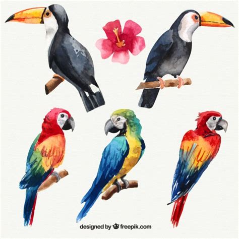 Set van aquarel tropische vogels | Gratis Vector