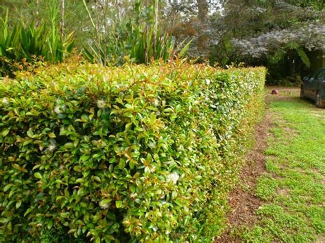 setos de jardín | Setos de jardín, Diseño de jardín moderno, Jardines