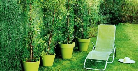 Setos y celosías para tu jardin o terraza | Gardeneas.com