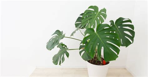 Seven best indoor plants for fall and winter