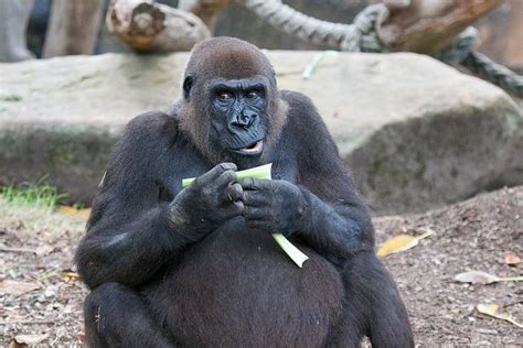 Seven Facts about Gorillas | Animals Zone