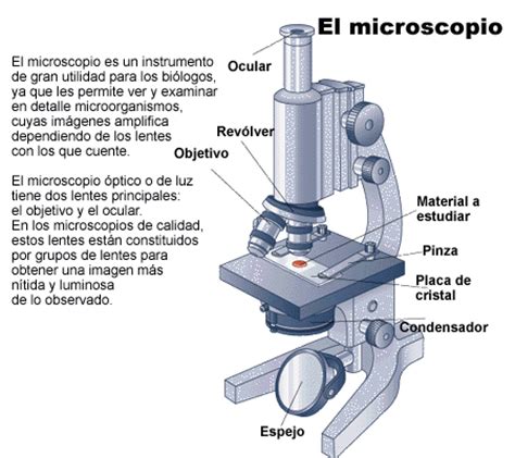 SEXTO GRADO: Usando el microscopio