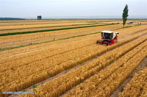 Shanxi: Cosechadora recolecta trigo en campos de cultivo en Yuncheng ...