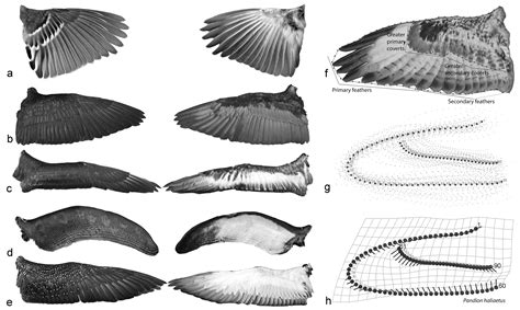 Shape of Bird Wings Depends on Ancestors More Than Flight ...