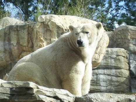 Share This » Blog Archive » Celebrate Visit the Zoo Day!