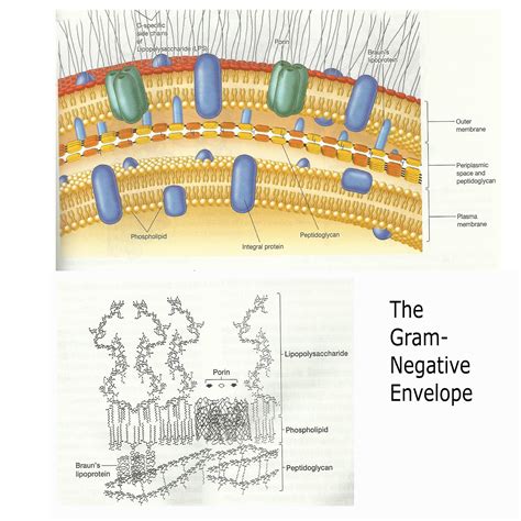 ShareMicro: DIFFERENT CELL WALL STRUCTURE