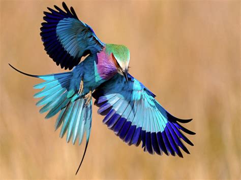 SHARING 30 INSPIRING BEAUTIFUL BIRDS!!! | uldissprogis